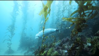 Kelp Forest Seal Encounter 4K [upl. by Alfons541]