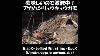 美味しいので激減中！アカハシリュウキュウガモ！Blackbellied WhistlingDuck D autumnalis fulgens Shorts≫ 加藤英明【公式】かとチャン [upl. by Adnirem]