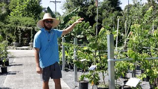 Growing Star Fruit carambola with Seth Brevard County Florida zone 9b [upl. by Bullivant484]