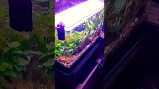 Misty Mode  Planted Aquarium with Mist Maker [upl. by Porte]