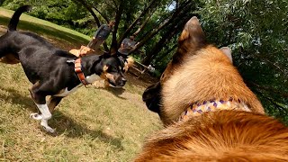 Dominant Pit Bull Mix ATTACKS Belgian Malinois At The Dog Park [upl. by Chesney160]