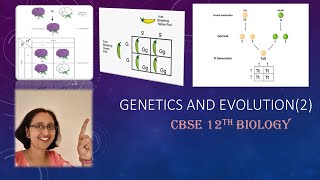 GeneticsMonohybridCrossPunnettsSquarePhenotypeGenotypeRatioCBSE12thBiology [upl. by Sixel]