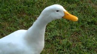 Curious Quackers  Duck Sounds [upl. by Renat]