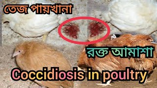 how to control coccidiosis in poultry  Coccidiosis in poultry  মুরগির রক্ত আমাশা [upl. by Neruat]