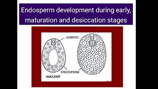 Endosperm development  Early Maturation Dessication stages [upl. by Nimzzaj713]