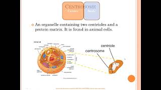 Centrosome vs centriole vs chromosome vs centromere [upl. by Rhines174]