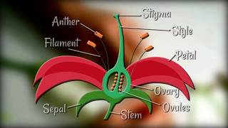 Flower Dissection  Reproduction in flowering plants [upl. by Ained735]