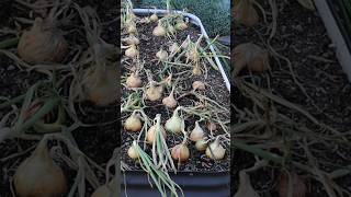 👀 TRUE or FALSE Spooning your Onions results in bigger bulbs Follow for more garden experiments [upl. by Eirelav479]