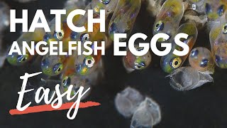 How to Hatch Angelfish Eggs [upl. by Ezitram]