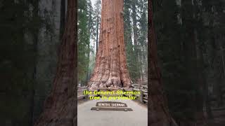 General Sherman Meet the Worlds Largest Tree 🌲 [upl. by Domel105]