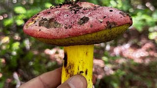 Kral boleti boletus regius [upl. by Eyr]