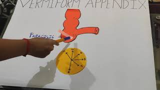 VERMIFORM APPENDIX EXPLAINED [upl. by Erialc]