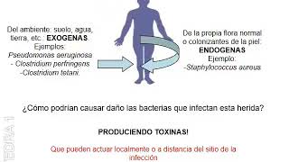 Patogenicidad Bacteriana II [upl. by Rosio]