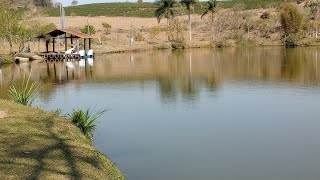 Fazenda bom café ouro fino minas gerais Tardezinha momento top [upl. by Ilsa]