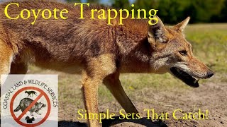 Coyote Trapping  Simple Sets That Catch [upl. by Huey]