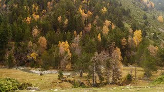 Els Colors de la Tardor al Parc Natural de lAlt Pirineu [upl. by Ydeh986]