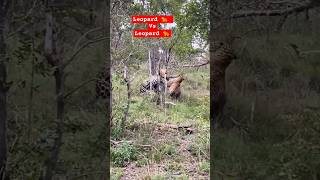 Wildlife Fights  Leopard 🐆 Vs Leopard 🐆 Fight wildlife animals fight [upl. by Enyahs]