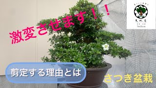 激変させます！！さつきの樹が盆栽になるように剪定します👍How to Bonsai［天地屋］ [upl. by Bald463]