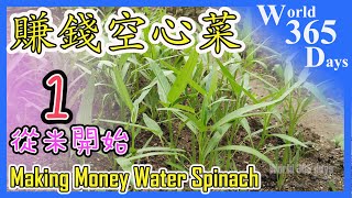 【賺錢空心菜 1】如何种蕹菜 无农药吃得安心吃出健康【种植秘诀】栽种经验和方案【全公开】Making Money Water Spinach [upl. by Salhcin]