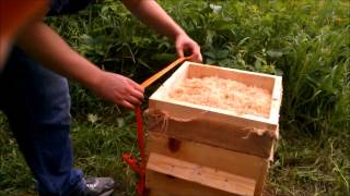 062913 Warre hive inspection  Ants wasps and more [upl. by Halyahs]