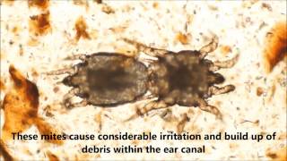 Otodectes cyontis Ear Mites mating [upl. by Haim]