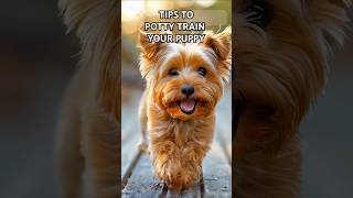 The ABSOLUTE BEST Potty Training Tips for Yorkie Owners [upl. by Idnek]