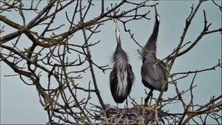 Great Blue Herons Courting Nesting and Mating HD Live CloseUps [upl. by Enomrej]