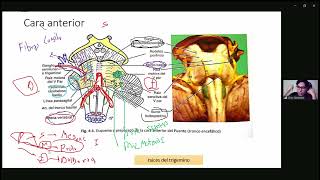 3 🧠 protuberancia12  auxiliar lino  domingo 10 de noviembre [upl. by Stauffer199]