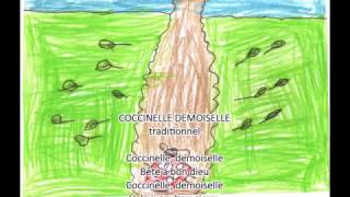 Coccinelle demoiselle  C2  24112016 [upl. by Azne]