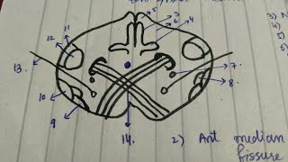 01 Section of Medulla Oblongata at Pyramid Decussation  Easy TRICK to Draw Medulla [upl. by Ocsirf750]