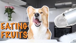 ASMR DOG TASTING FRUITS  Topi the Corgi [upl. by Starks]