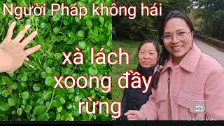 Nước Pháp Xà lách xoong mọc đầy rừngNgười Việt hái về bán và ănLần đầu trãi nghiệm hái rau khủng [upl. by Frederick]