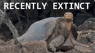 3 Recently Extinct Animals [upl. by Sew]