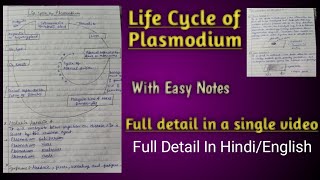 Life cycle of Plasmodium [upl. by Nahtal219]