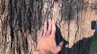 Tree of Heaven vs Walnuts amp Sumacs How to Identify [upl. by Green475]