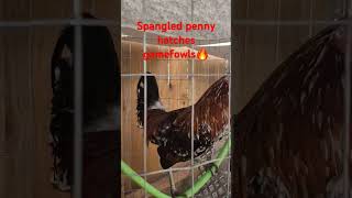 Spangled penny hatches gamefowls🔥 gamefowl [upl. by Anaicilef]