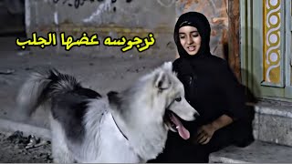 نرحوسه عضها جلب والزاير يريد نركيله 🤪 [upl. by Sac]