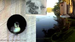 Woodiecam1 61313 Wood Duck Willowemocs 14 babies skydive from nest box [upl. by Enala]