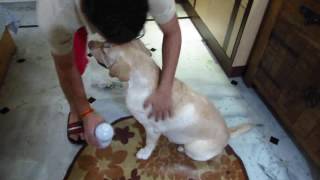 Natural treatment against Ticks and Fleas on dogs and cats [upl. by Aarika]