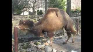 Bactrian Camels at Cleveland Zoo [upl. by Rufena]