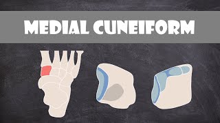 Medial Cuneiform Bone  Anatomy [upl. by Collimore649]