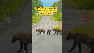 Normal Days in British Columbia Canada bearwatching travel travelcanada wildlife ytshorts fyp [upl. by Nnire107]