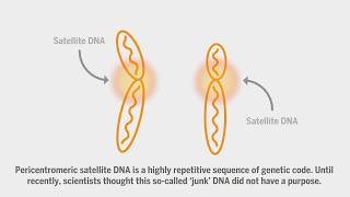 Scientists discover a role for ‘junk’ DNA [upl. by Naus]