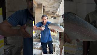 Amazing Big Hilsa Fish In Indian Market Ghazipur shortvideo hilsa fish rrrm [upl. by Leuqar]