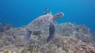 SCUBA Diving Coiba 18 AUG 2018 [upl. by Nnazus]