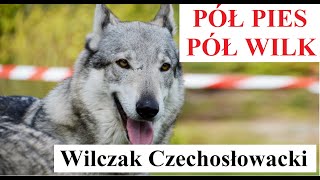 Pół PIES Pół WILK  Wilczak Czechosłowacki [upl. by Berte]