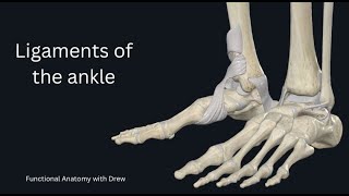 Ankle Ligaments [upl. by Aikenat]