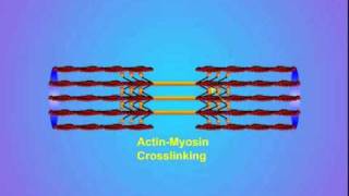 4 ActinMyosin Crosslinking [upl. by Namyw162]