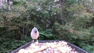 Titmice Chickadees Woodpecker [upl. by Tomaso93]