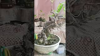 Bonsai Mengkudubonsai bonsaitree pohonmengkudu [upl. by Keil]